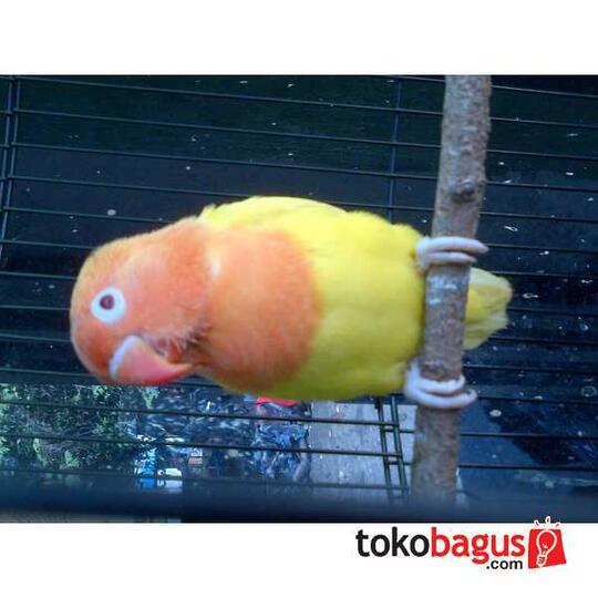 lovebird lutino mata merah