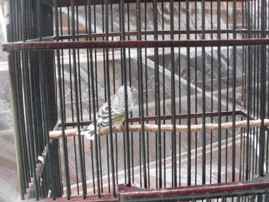 Terjual Burung Blackthroat Gacor Kaskus