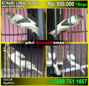 Terjual Jual Burung Kenari Lokal Super Bond Putih Simetris Kaskus