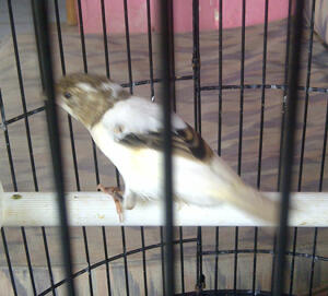 Terjual Jual Burung Kenari Lokal Super Bond Putih Simetris Kaskus