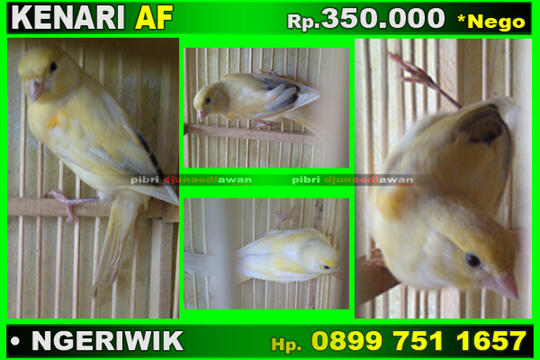Terjual Jual Burung Kenari Af Kaskus