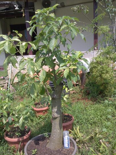 ADANSONIA DIGIATA BOBAB KAKI GAJAH langka VARIGATA