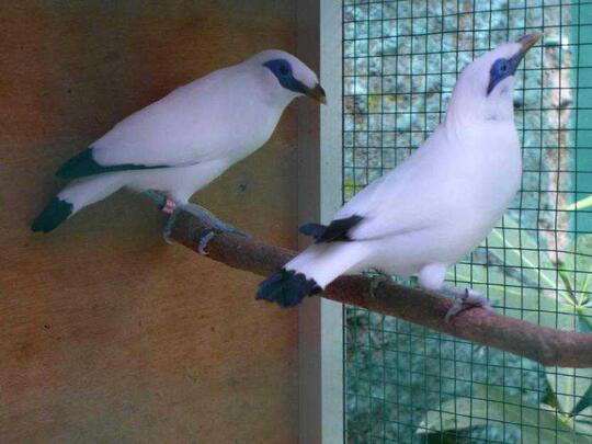 Terjual Jual Burung Jalak Bali Sertifikat Resmi Sepasang Dewasa