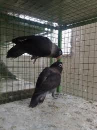 Terjual Burung Lovebird Dakocan Biru Kaskus