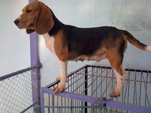 Terjual Jual Cepat Anjing Beagle Dewasa Jantan N Betina Kaskus
