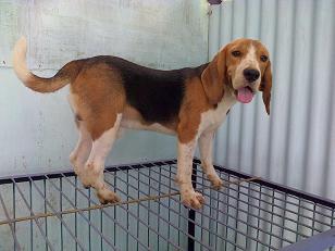 Terjual Jual Cepat Anjing Beagle Dewasa Jantan N Betina Kaskus