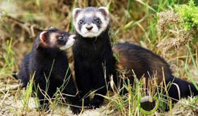 7 Hewan Paling Bau Di Dunia Kaskus