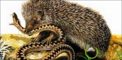 7 Binatang Yang Paling Ditakuti Oleh Hewan Ular Kaskus