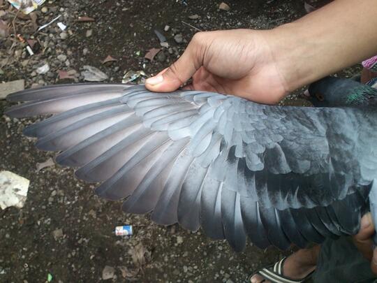 Merpati Page 218 Kaskus