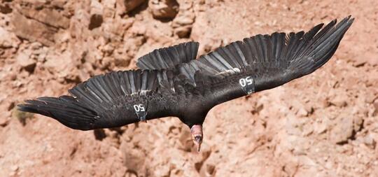 10 Burung Dengan Rentang Sayap Terlebar Di Dunia Kaskus