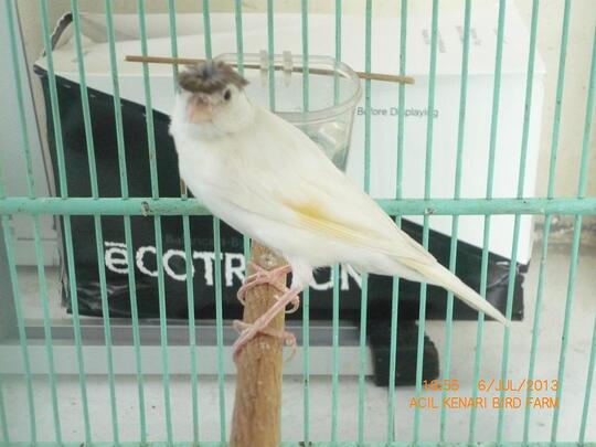 Terjual Burung Kenari Af Gloster Putih Usia 6bln Jantan Kaskus