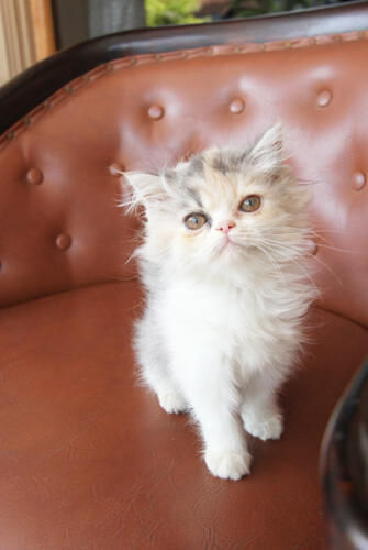 kitten persia medium (Bandung)