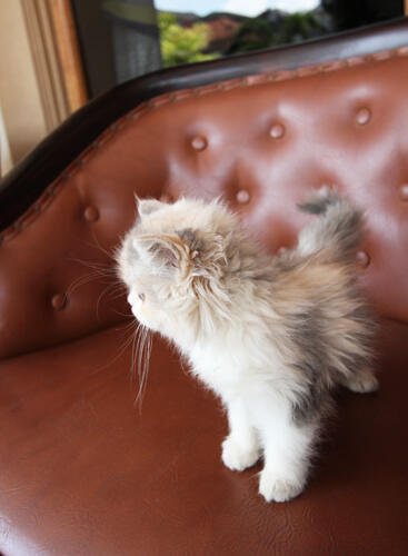 kitten persia medium (Bandung)