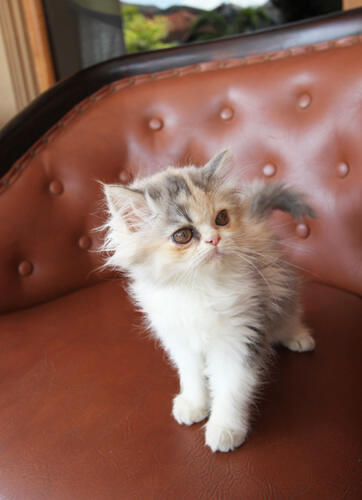 kitten persia medium (Bandung)