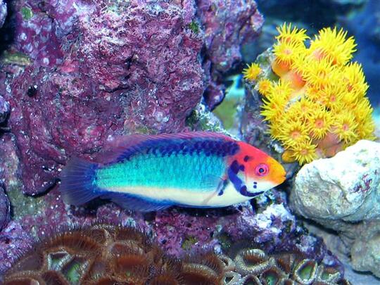 20+ Trend Terbaru Aquarium Ikan Koki Tercantik - Stylus Point