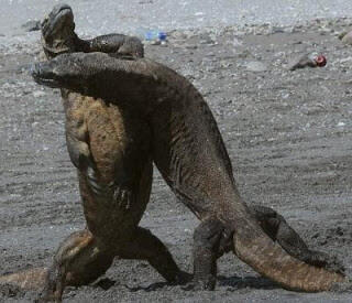 81 Gambar Hewan Hewan Purba HD