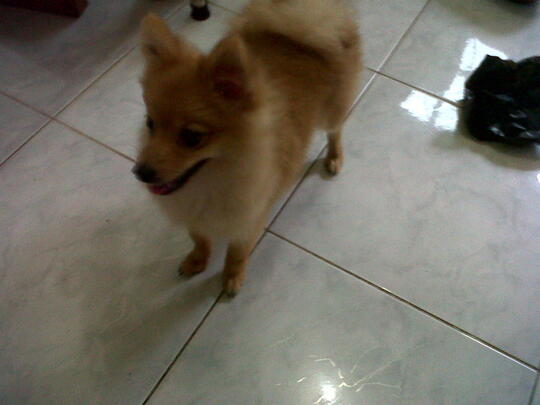 Terjual Jual Anjing Mini Pom Jantan Jakarta Di Jamin Murmer