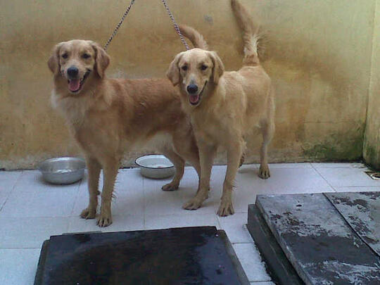 Terjual Jual Anjing Golden Retriever Umur 10 Bulan Surabaya Kaskus