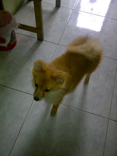 Terjual Jual Anjing Mini Pom Jantan Jakarta Di Jamin Murmer