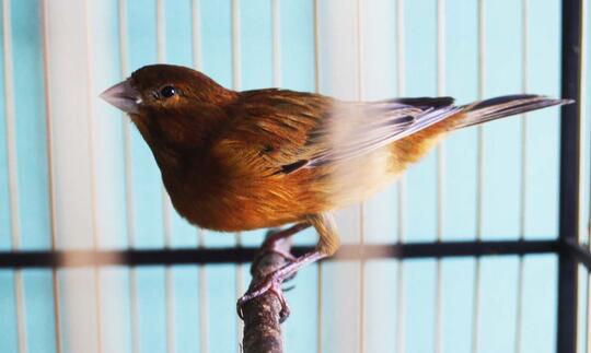 Terjual Kenari Rutbrand Dan Rutgal Polos Tanpa Selap Gacorrr Kaskus