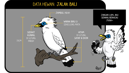 98+ Gambar Kartun Burung Jalak Bali HD Terbaik