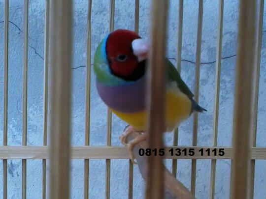 Gold Amadine, Burung Finch Cantik Menggemaskan...