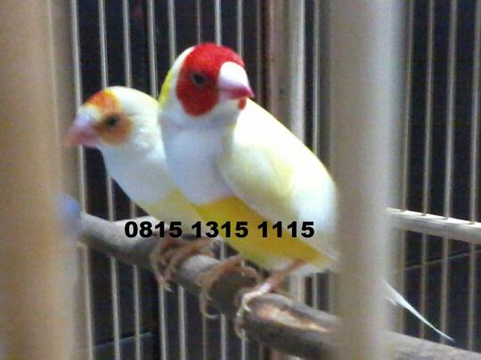 Gold Amadine, Burung Finch Cantik Menggemaskan...