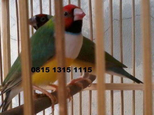 Gold Amadine, Burung Finch Cantik Menggemaskan...