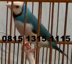 Gold Amadine, Burung Finch Cantik Menggemaskan...
