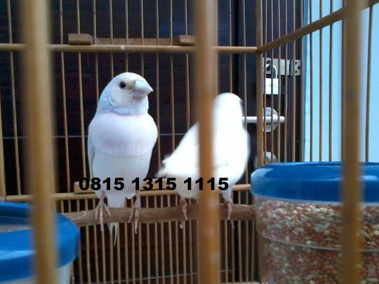 Gold Amadine, Burung Finch Cantik Menggemaskan...