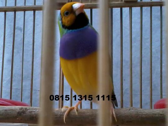 Gold Amadine, Burung Finch Cantik Menggemaskan...