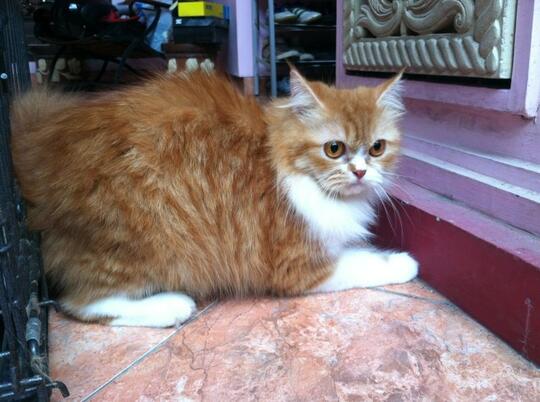 Terjual Kucing Persia Bulu Panjang Betina. Good quality, fair 