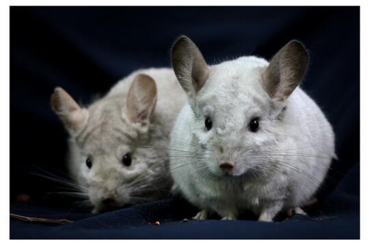 beli chinchilla