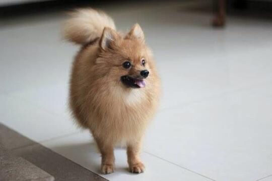 Terjual Jual Anjing Mini Pom Murahh Kaskus