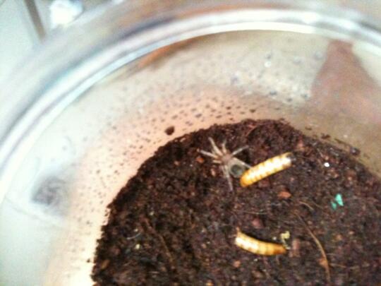 Tarantula bekasi