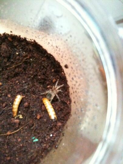 Tarantula murah (Bekasi)