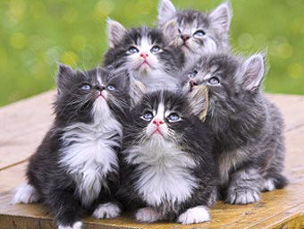 5 Keuntungan Memelihara Kucing