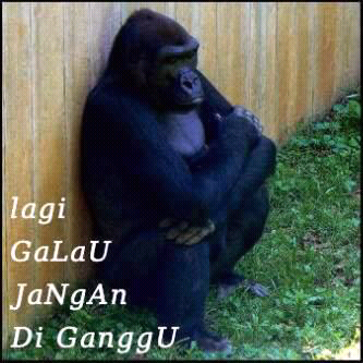 5 Keuntungan Memelihara Kucing