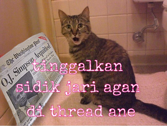 5 Keuntungan Memelihara Kucing