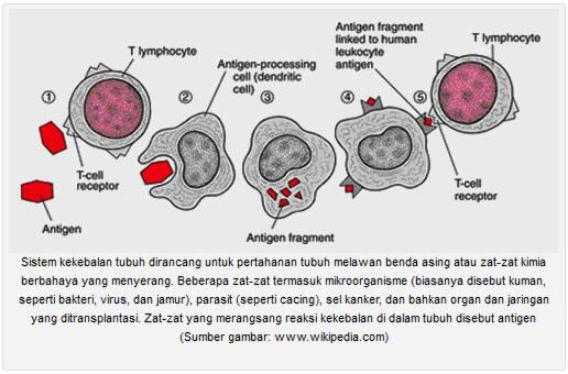 4Life Transfer Factor dan Penyakit AutoImun