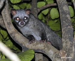 Balasan Dari Musang Bukan Hama Tapi Bisa Jd Alternatif Hewan