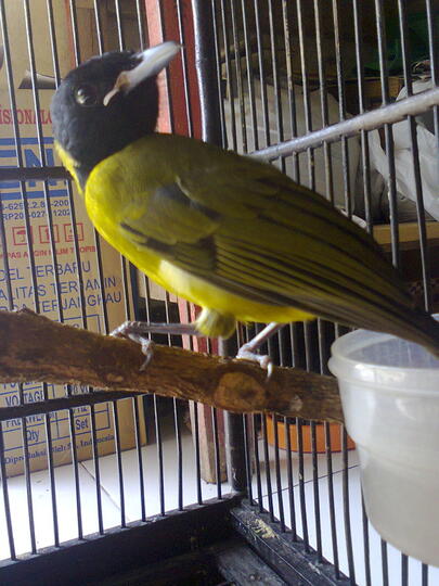 Terjual Burung Samyong Grosir Dan Eceran Kaskus