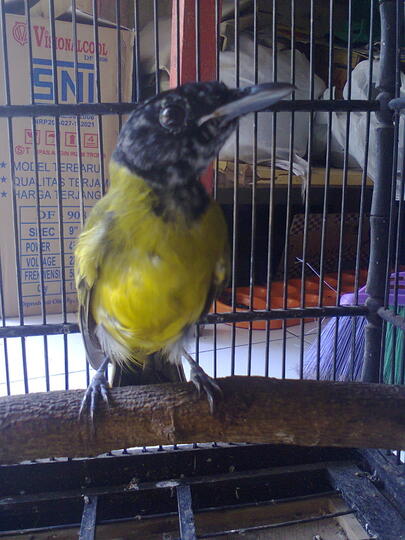 Terjual Burung Samyong Grosir Dan Eceran Kaskus