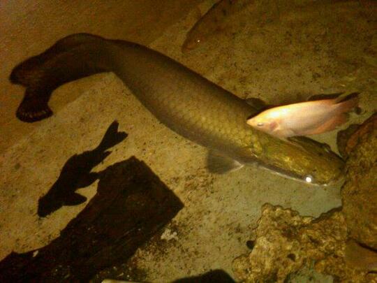 ARAPAIMA UP 90CM...BANDUNG (082120191292 / PIN 30FF1DB5)