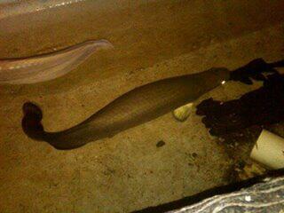 ARAPAIMA UP 90CM...BANDUNG (082120191292 / PIN 30FF1DB5)