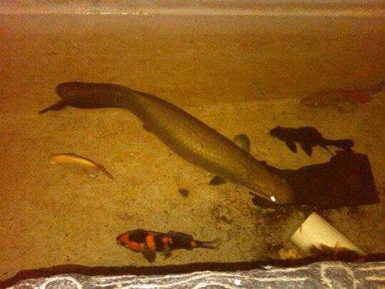 ARAPAIMA UP 90CM...BANDUNG (082120191292 / PIN 30FF1DB5)