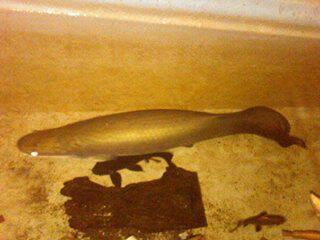 ARAPAIMA UP 90CM...BANDUNG (082120191292 / PIN 30FF1DB5)