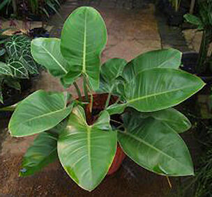 Terjual Alocasia dan Philodendron KASKUS