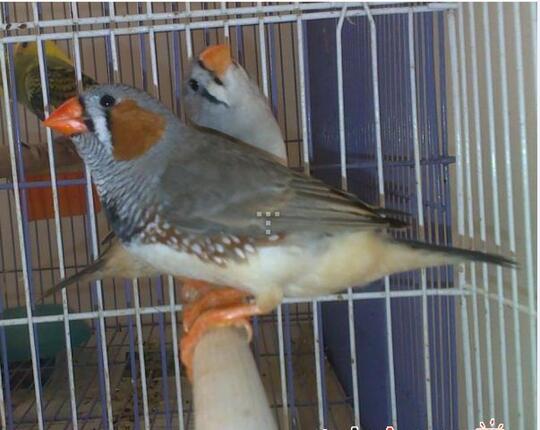 Terjual Burung Cantik Zebra Finch Kaskus