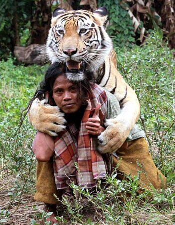 660 Koleksi Gambar Hewan Buas Dan Hewan Jinak Gratis Terbaru